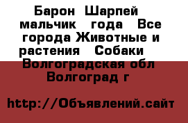 Барон (Шарпей), мальчик 3 года - Все города Животные и растения » Собаки   . Волгоградская обл.,Волгоград г.